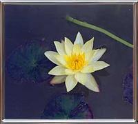 Nymphaea Pygmaea Helvola