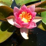 Nymphaea Pygmaea Rubra