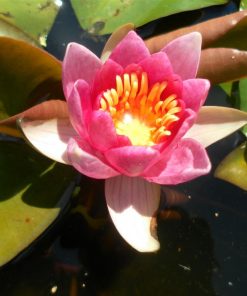 Nymphaea Pygmaea Rubra