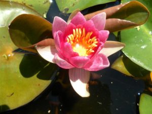 Nymphaea Pygmaea Rubra