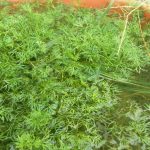 Ranunculus Aquatilis