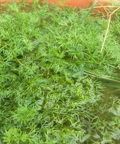 Ranunculus Aquatilis