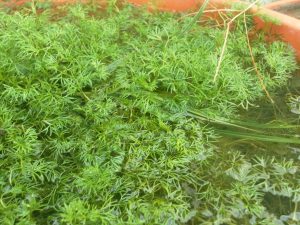 Ranunculus Aquatilis