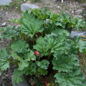 Rheum (Rabarbaro)