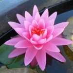 Nymphaea Rose Arey