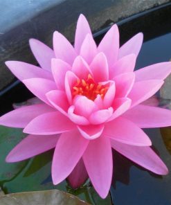 Nymphaea Rose Arey