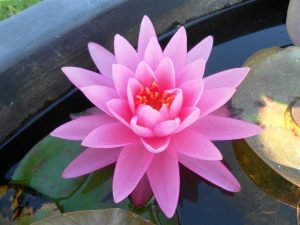 Nymphaea Rose Arey