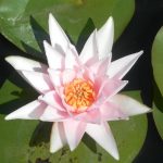 Nymphaea Rosennymphe