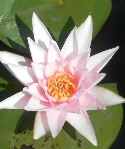 Nymphaea Rosennymphe
