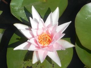 Nymphaea Rosennymphe