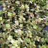Rotala Indica