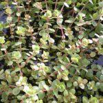 Rotala Indica