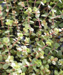 Rotala Indica