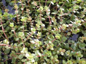 Rotala Indica