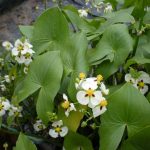 Sagittaria Montevidensis