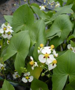 Sagittaria Montevidensis
