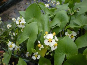 Sagittaria Montevidensis