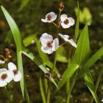 Sagittaria Sagittifolia
