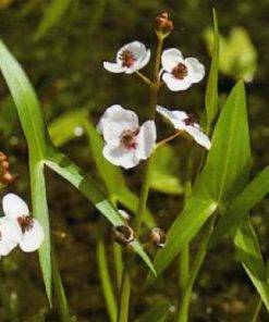 Sagittaria Sagittifolia