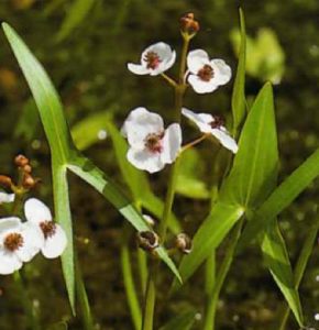 Sagittaria Sagittifolia