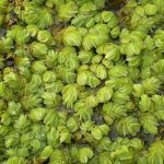 Salvinia Natans