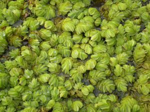 Salvinia Natans