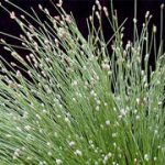 Scirpus Cernuus
