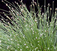 Scirpus Cernuus