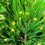 Sisyrinchium Californicum