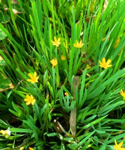 Sisyrinchium Californicum