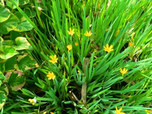 Sisyrinchium Californicum