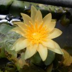 Nymphaea St. Louis Gold