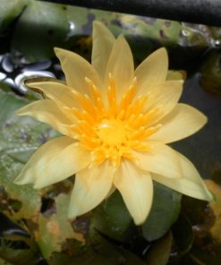 Nymphaea St. Louis Gold