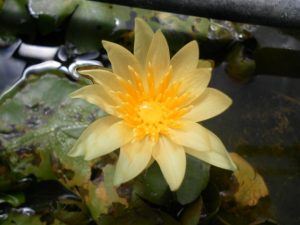 Nymphaea St. Louis Gold