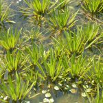 Stratiotes Aloides
