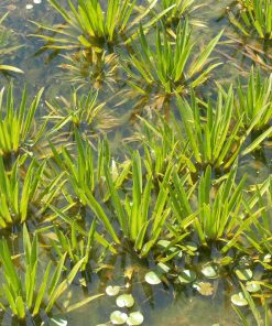 Stratiotes Aloides
