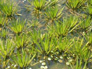 Stratiotes Aloides