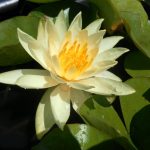Nymphaea Sunrise
