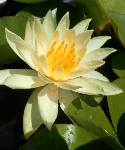 Nymphaea Sunrise