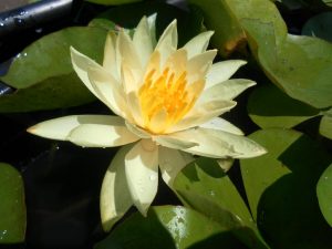 Nymphaea Sunrise