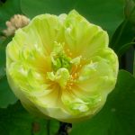 Nelumbo Sweetheart