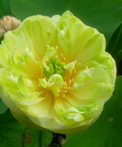 Nelumbo Sweetheart