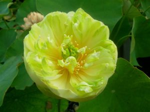 Nelumbo Sweetheart