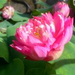 Nelumbo Tao Hong Su Yu
