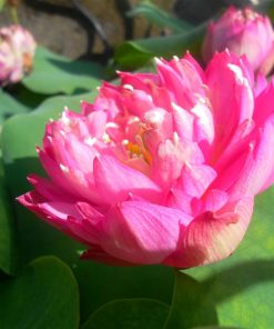 Nelumbo Tao Hong Su Yu