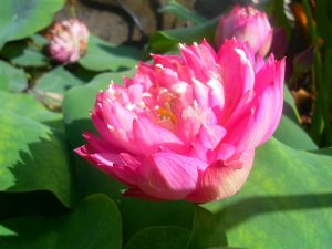 Nelumbo Tao Hong Su Yu