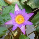 Nymphaea Tina Uber