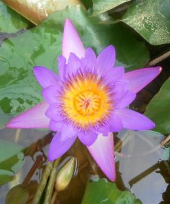 Nymphaea Tina Uber