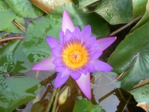 Nymphaea Tina Uber