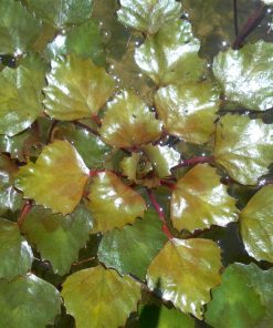 Trapa Natans Verbanensis